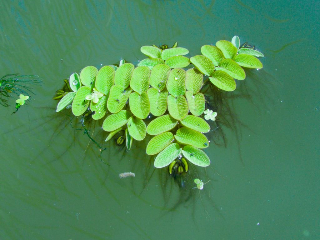 Salvinia natans (L.)